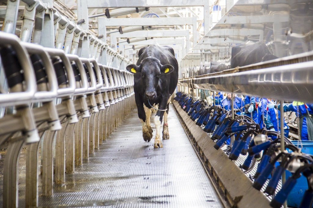 Dairy farming